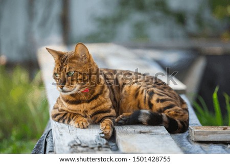 Bengal cat (Prionailurus bengalensis) beautiful street portrait on a sunny day.