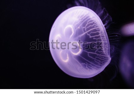 Moon jelly,aurelia aurita in aquarium in Tokyo, Japan.