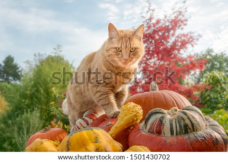 Ginger colored cat standing on colorful pumpkins as an observation spot, and watching curiously the autumnal garden on a sunny day in October, Germany.