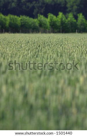 oat-field