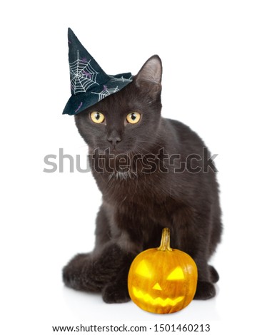 Black Cat with witch hat for halloween and pumpkin. isolated on white background