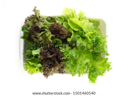 Salad leaf. Lettuce in food box isolated on white background., Fresh and green lettuce, Salad background for inserting text Royalty-Free Stock Photo #1501460540