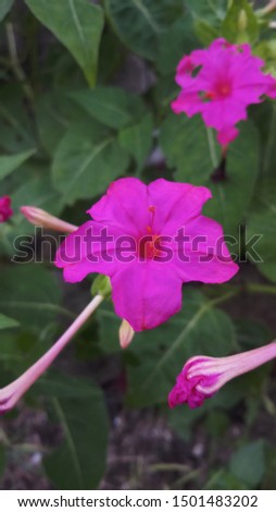 This pic showing about flower of mirabilis jalapa.