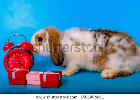 A white and brown rabbit with a big long ears on a blue background And it has a small red watch and two red gift boxes And one pink gift box. It's on the isolated.