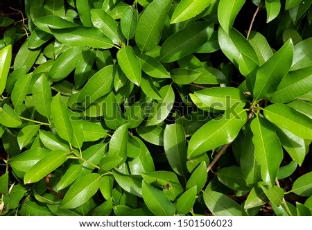 Abstract green leaves for background,nature wall