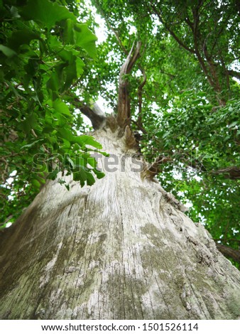This is a picture of a tree
