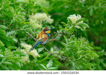 European bee eater on the tree