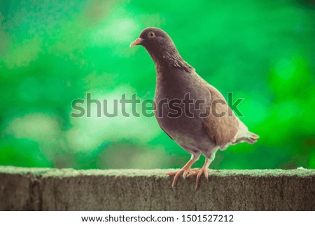 Close up head shot of beautiful speed racing brown pigeon bird