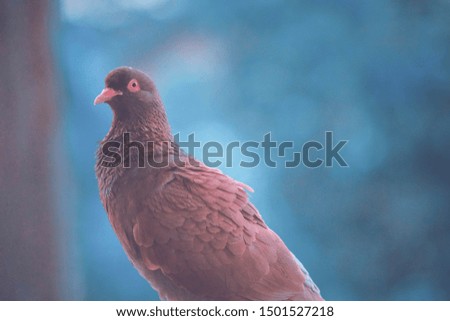 Closeup of a brown pigeon in the park