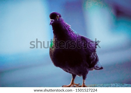 homing pigeon, racing pigeon or domestic messenger pigeon. closeup taking a break from its long flight