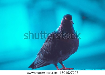 homing pigeon, racing pigeon or domestic messenger pigeon. closeup taking a break from its long flight