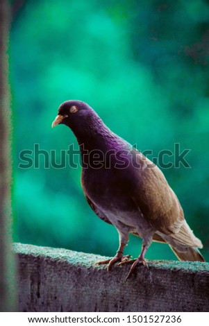 tired homing pigeon, racing pigeon or domestic messenger pigeon. one eye closing closeup in summer in Indonesia