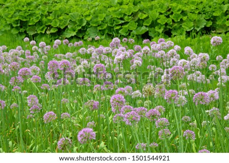 The photo was taken in a public park in Ukraine. In the picture, spherical inflorescences of a decorative onion are pale purple.