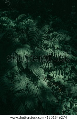 Ferns in the forest. Beautiful ferns, leaves, green foliage. Close up of beautiful growing ferns in the forest. Natural floral fern background in sunlight.  Royalty-Free Stock Photo #1501546274