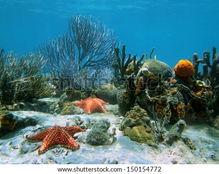 Seabed with coral and starfish under water