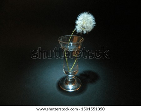                                dandelion isolated on black background