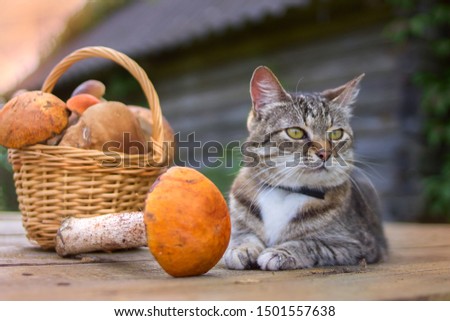 Beautiful cat and basket with forest mushrooms