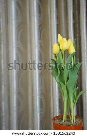 Yellow tulips flowers on the grey curtains background full frame image with copyspace