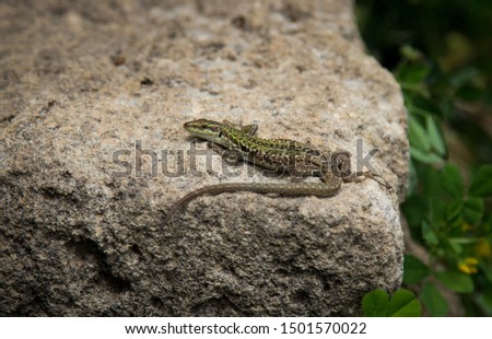 Salamander Gecko Eidechse on Rock