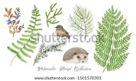 Hand drawn collection of different forest plants and animals. Watercolor wood leaves, hedgehog and bird. Set of natural clip art