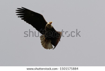 Bald eagle turning in mid air