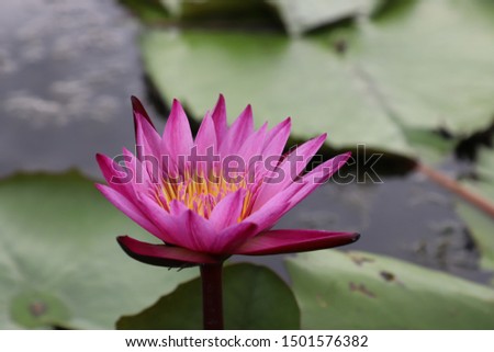 Close up of beautiful purple lotus flower in a pond Royalty-Free Stock Photo #1501576382