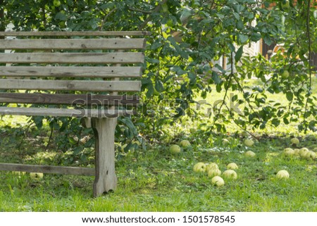 ripe apples on the ground in the garden with bench