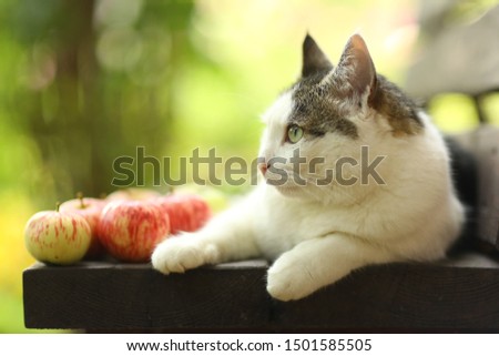 tom country male cat funny photo with apples lay on wooden bench outdoor summer day