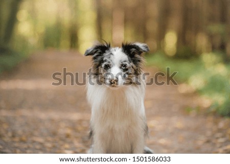 Marble Border Collie dog in a beautiful autumn park.