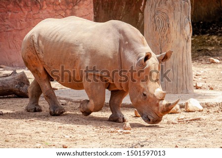 Strong rhinos in the zoo of Thailand