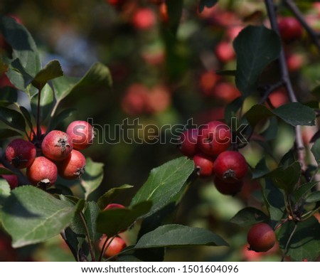 red ripe apples on tree branches