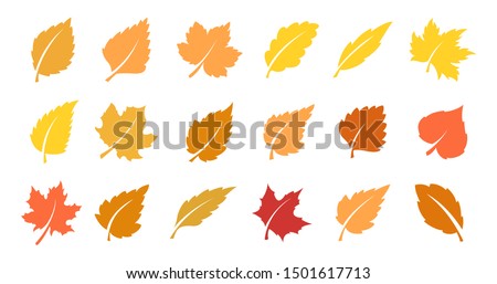 Set of yellow leaves. Autumn design element. Vector illustration