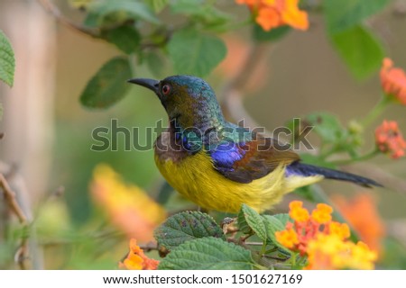 Brown-throated Sunbird (Anthreptes malacensis) adult male in nature habitat