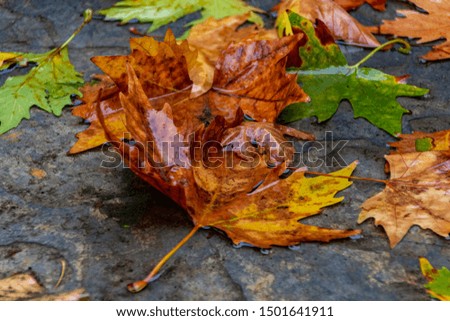 
Autumn colors. fallen colorful leaves. Spectacular landscape in Natonial Park. Seven Lakes. Bolu, Istanbul, Turkey.