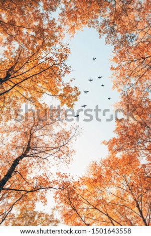Migratory birds flying in the shape of v over autumn forest with birch trees. Sky and clouds with effect of pastel colored. 