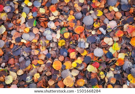 Background of colorful leaves. Autumn photo taken in the forest
