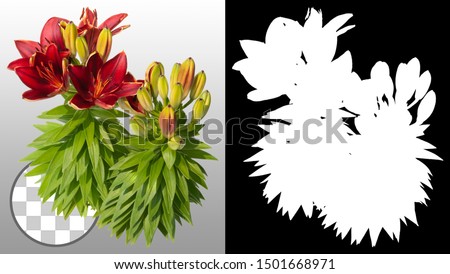Red lily flowers isolated on transparent background via an alpha channel of great precision. Very high quality mask without unwanted edge. High resolution for professional composition. Lily branch