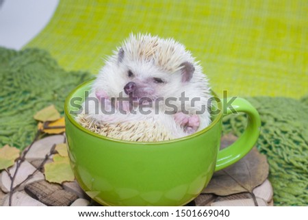 Coffee break concept. The hedgehog is in a big green mug. Decorative animals close up.