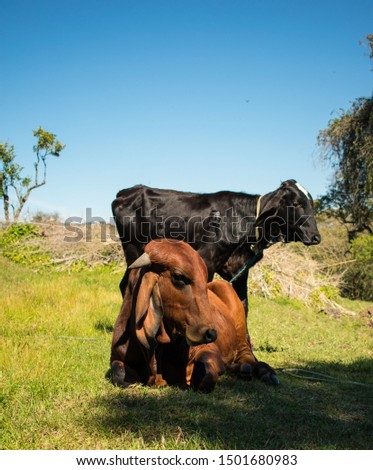 Brown ox lying quietly in the pasture. Black and white ox standing behind the brown ox. Bucolic landscape in the interior of Rio Grande do Sul, Brazil. Docile animals.
