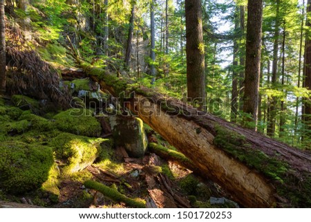 Beautiful green forest during a sunny summer evening. Taken in Squamish, North of Vancouver, British Columbia, Canada.