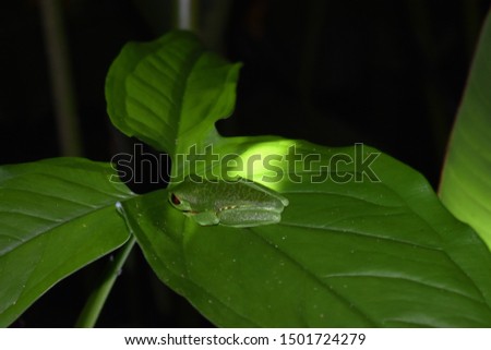 Little green frog with red eyes in the rainforest.