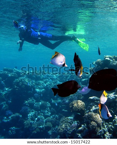 Underwater life. Man snorkeling with fishes