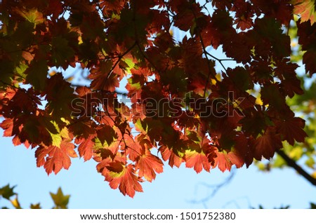 Red leaves of Acer platanoides, also known as Norway maple tree in an autumn garden, view from below towards grey sky
