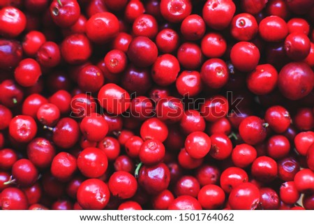 many berries of red lingonberry. lingonberry background. lingonberry close