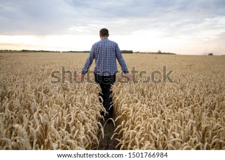 Men hand holding ears of wheat in a wheat field. Farmer in wheat field. Ripe Ears of Wheat. Farmer in the field