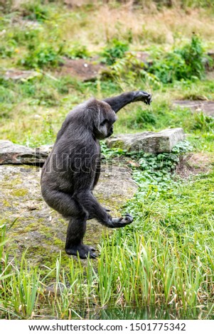 young gorilla does a trick of dancing
