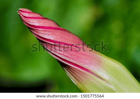 Colorful flower ready to bloom isolated in green background
