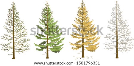 Larch in four seasons. Larch in winter, spring, summer, autumn.   
The tree changes its appearance with the change of season. In the fall, larch needles fall.
 Royalty-Free Stock Photo #1501796351