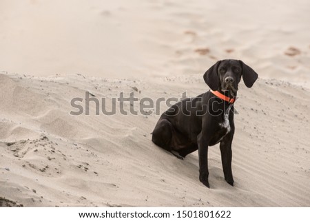 Black dog sitting on the beach in the sand wearing an orange collar.