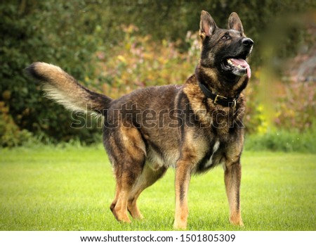 Dark sable working german shepherd dog Royalty-Free Stock Photo #1501805309